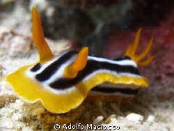 Chromodoris Africana,
Eagle Ray Bay,
Sharm el Sheikh

 by Adolfo Maciocco 